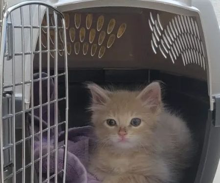 County Line Animal Hospital