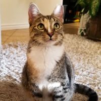 Crestway Animal Clinic ico