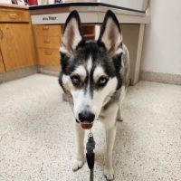 Kitty Hawk Animal Hospital ico