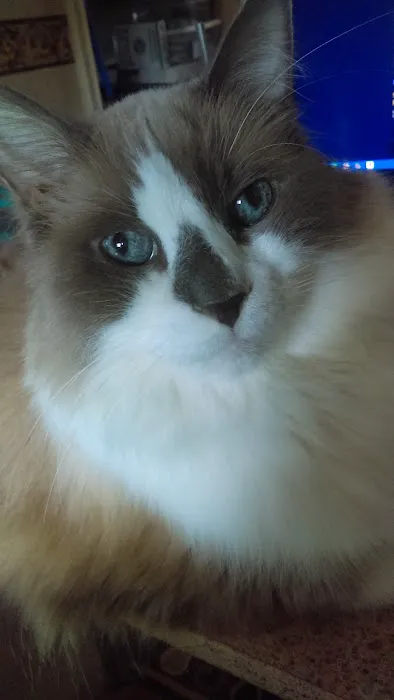 Kitty Hawk Animal Hospital Picture 5