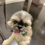 TLC Pet Hospital