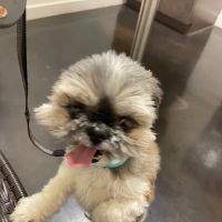 TLC Pet Hospital ico