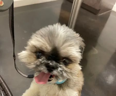 TLC Pet Hospital