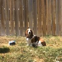 O'Connor Road Animal Hospital ico