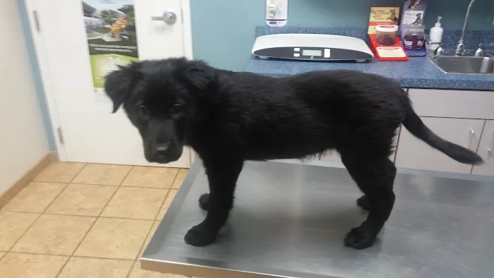 O'Connor Road Animal Hospital Picture 10