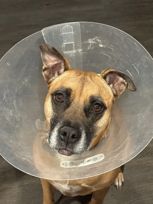 CityVet | Universal City Veterinary Clinic & Urgent Care Picture 3
