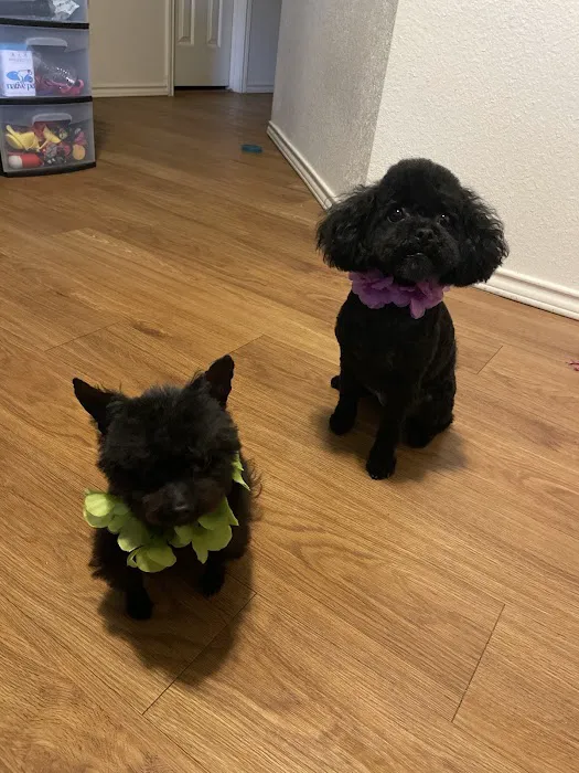 CityVet | Universal City Veterinary Clinic & Urgent Care Picture 1