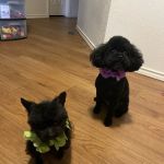 CityVet | Universal City Veterinary Clinic & Urgent Care