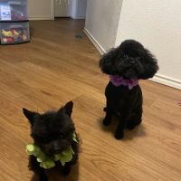 CityVet | Universal City Veterinary Clinic & Urgent Care ico