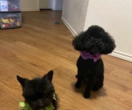 CityVet | Universal City Veterinary Clinic & Urgent Care