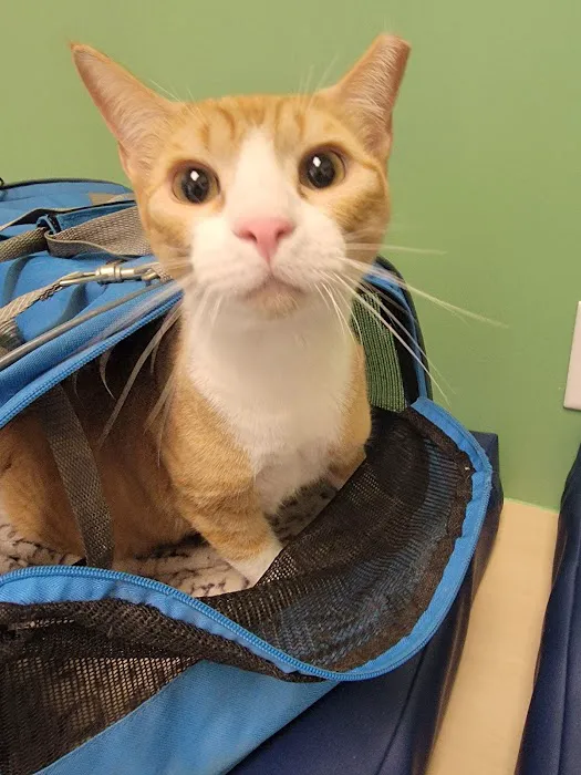 CityVet | Universal City Veterinary Clinic & Urgent Care Picture 2