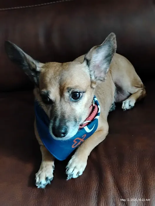 CityVet | Universal City Veterinary Clinic & Urgent Care Picture 5