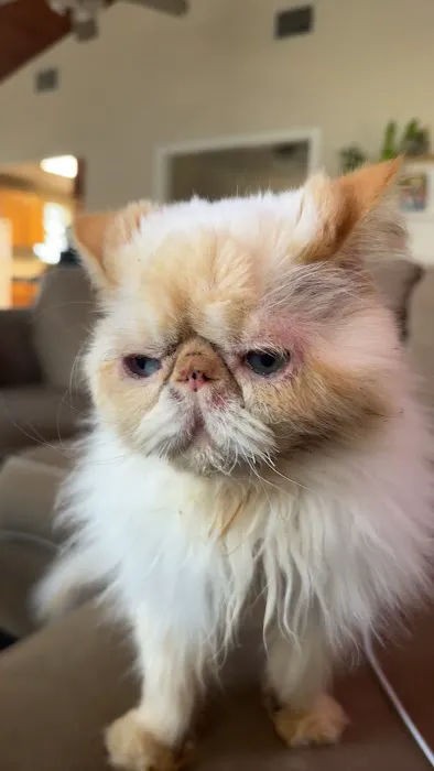 CityVet | Universal City Veterinary Clinic & Urgent Care Picture 9