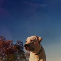 Pat Booker Road Animal Hospital ico
