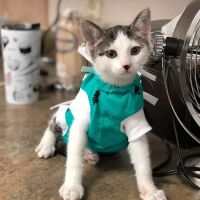 Northern Oaks Bird & Animal Hospital ico