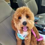 My Pet's Vet - San Antonio