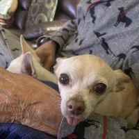 Animal Cancer Center of Texas ico
