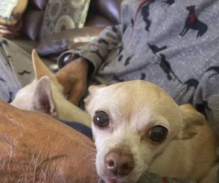 Animal Cancer Center of Texas