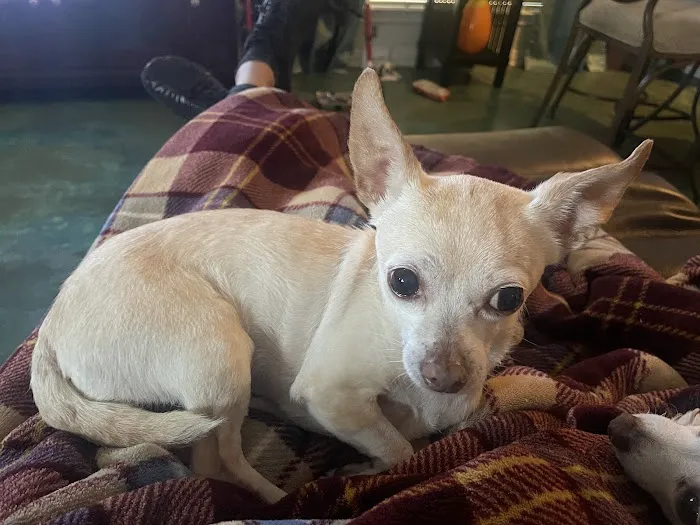 Animal Cancer Center of Texas Picture 8
