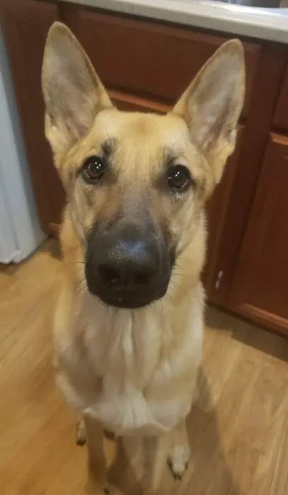 San Antonio Veterinary Specialists Picture 9
