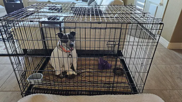 South Texas Veterinary Surgery Picture 2