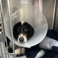 South Texas Veterinary Surgery ico