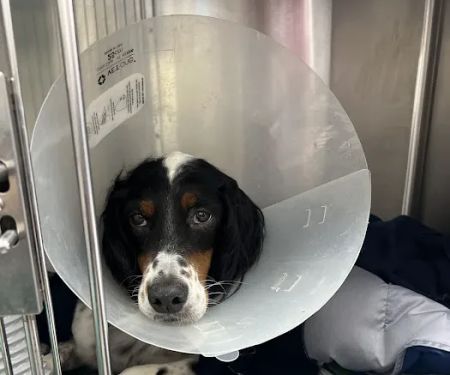 South Texas Veterinary Surgery