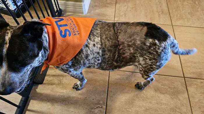South Texas Veterinary Surgery Picture 4