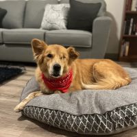 South Texas Veterinary Ophthalmology ico