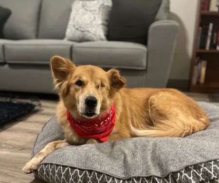 South Texas Veterinary Ophthalmology