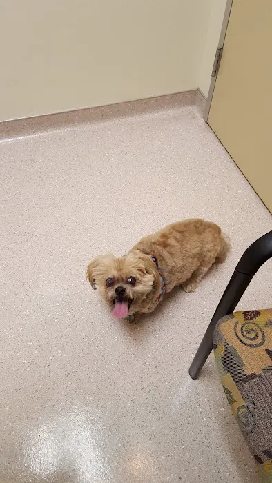 South Texas Veterinary Ophthalmology Picture 7