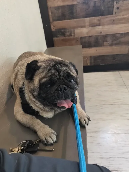Brandos Animal Hospital Picture 1