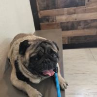 Brandos Animal Hospital ico