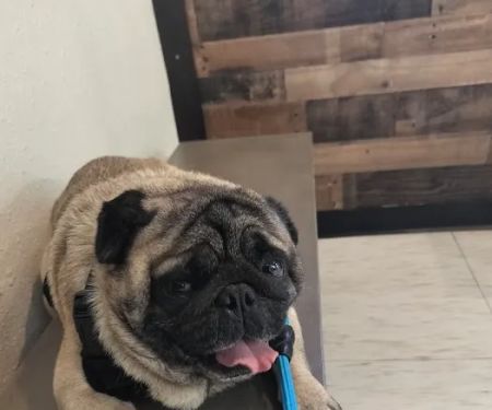 Brandos Animal Hospital