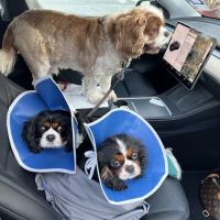 S&S Family Pet Hospital ico