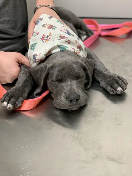 VANGUARD Veterinary Clinic Picture 2