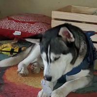 Guilbeau Station Animal Hospital ico