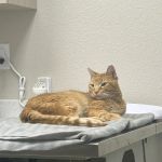 West Bexar Veterinary Clinic
