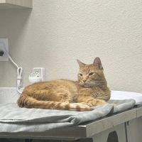 West Bexar Veterinary Clinic ico