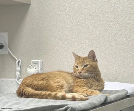 West Bexar Veterinary Clinic