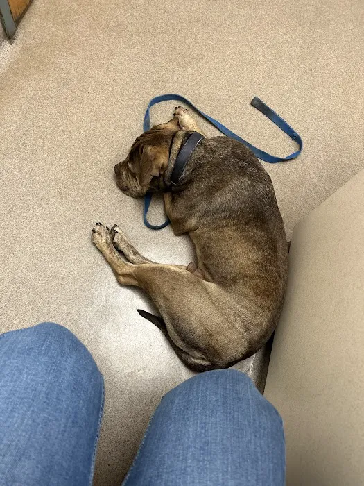 Town & Country Veterinary Hospital Picture 4