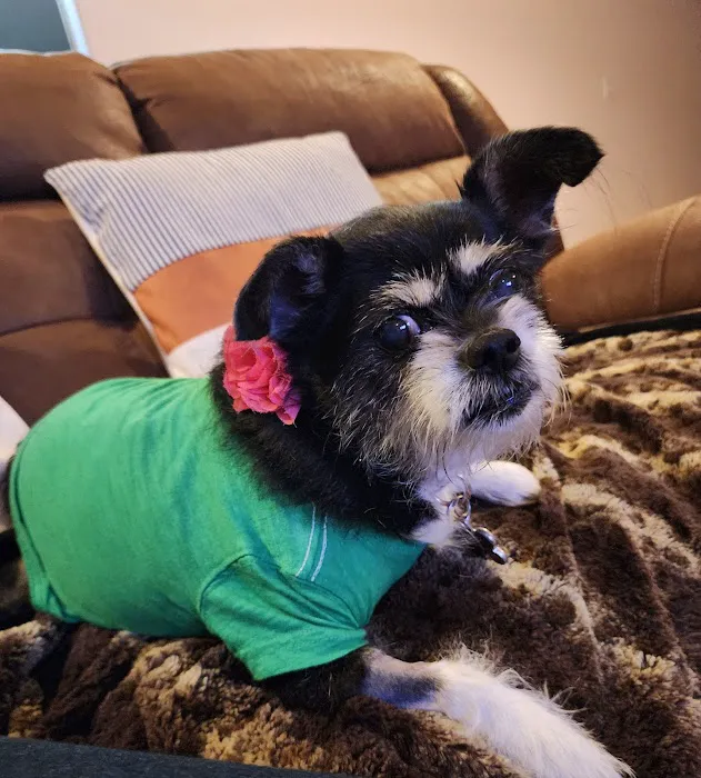 Town & Country Veterinary Hospital Picture 10