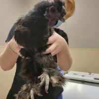 Ten West Bird & Animal Hospital ico