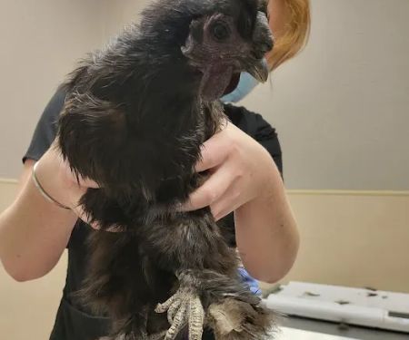 Ten West Bird & Animal Hospital