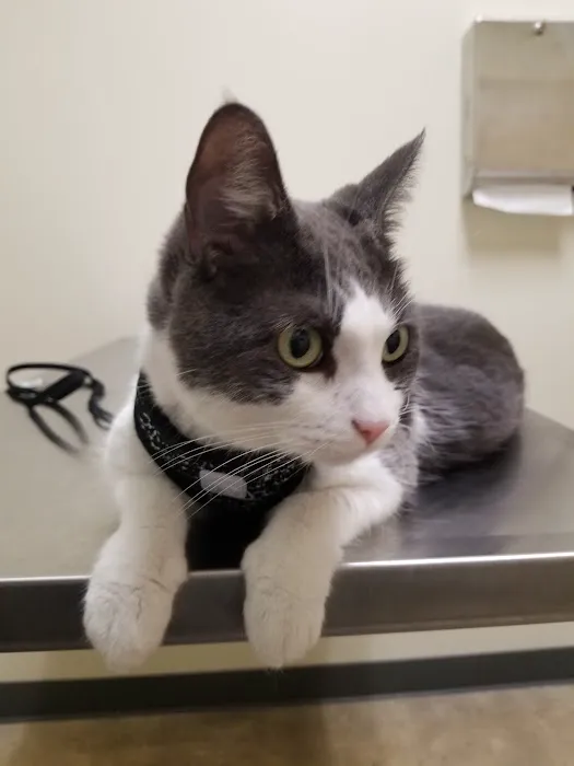 Vetco Total Care Animal Hospital Picture 1