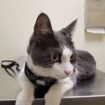Vetco Total Care Animal Hospital
