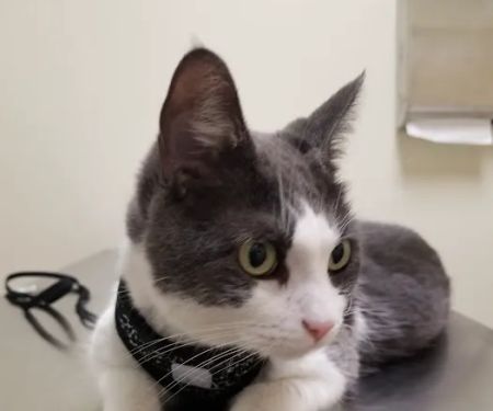Vetco Total Care Animal Hospital