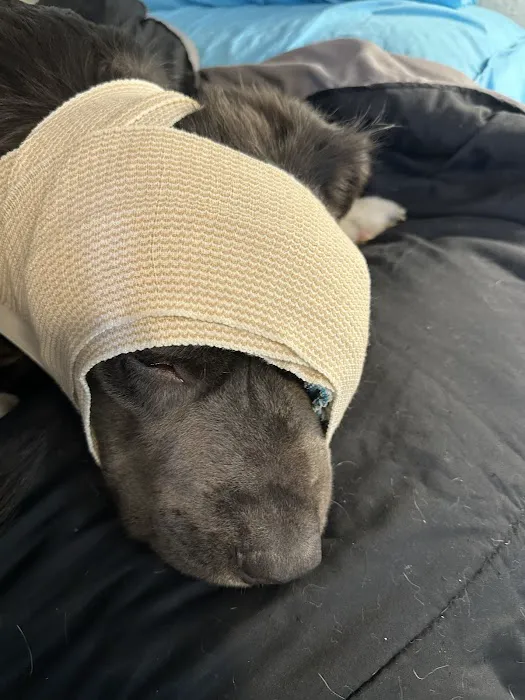 Vetco Total Care Animal Hospital Picture 10