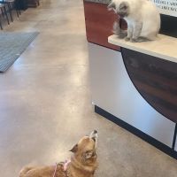 DeZavala-Shavano Veterinary Clinic ico