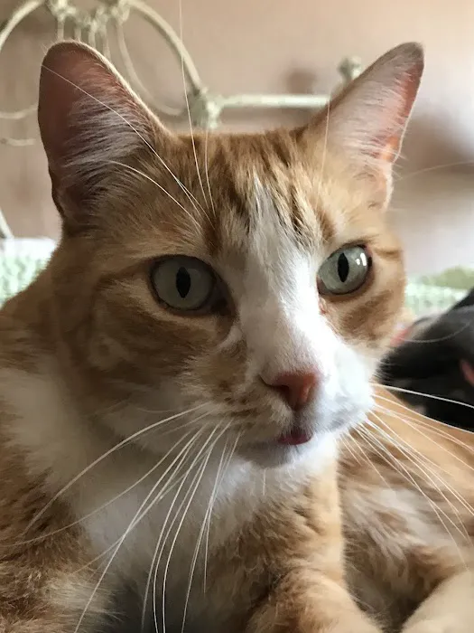 Alamo Feline Health Center Picture 3